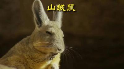[视]自产自销山绒鼠#动物解说 #动物世界 #动物科普 #山绒鼠 #龙猫