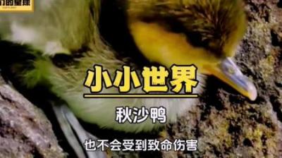 [视]镜冠秋沙鸭：鸭妈妈带领8只鸭宝宝开始它们的奇幻之旅
