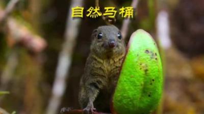 [视]全天然的“自动马桶”，值得拥有 #动物世界 #动物科普 #猪笼草