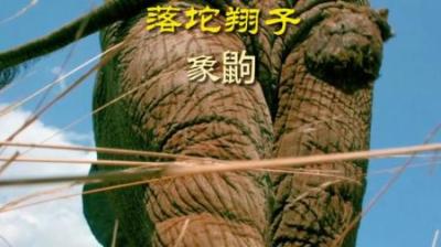 [视]修路，它是专业的！#动物世界 #动物科普 #象鼩