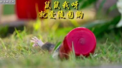 [视]震惊！一只老鼠天天陵园购到底是道德的沦丧还是鼠性的扭曲！
