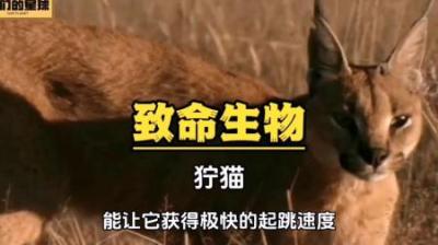 [视]狞猫：作为动物界的立定跳高选手，抓飞翔的小鸟好像很简单