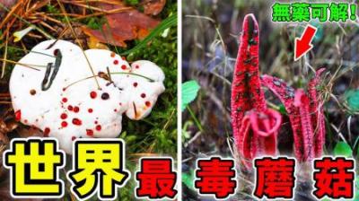 [视]世界上最毒的10 种蘑菇，误食死亡率高达95%，第1名至今无药可解