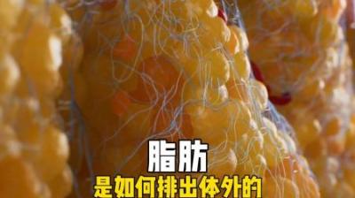 [视]脂肪究竟是如何排出体外的 #涨知识 #科普 #科普一下 #脂肪
