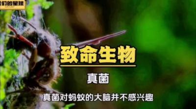 [视]原来有些虫草是蚂蚁长成的，蛇形虫草属的真菌能够寄生在蚂蚁身上
