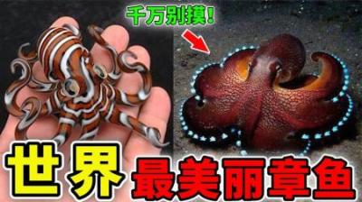 [视]世界上最美丽的10种章鱼，第1名堪比好莱坞特效，但千万别摸！