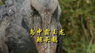 [视]鸟中二哈还是霸王龙？#动物科普 #动物世界 #科普 #神奇动物