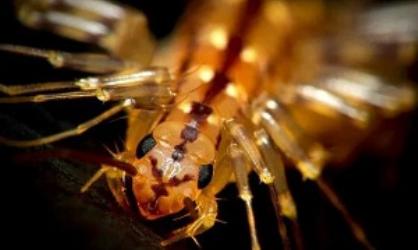 盘点20种无处不在又超级恐怖的昆虫！