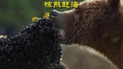 [视]棕熊赶海大吃贻贝 #动物解说 #动物科普 #动物世界 #棕熊 #赶海