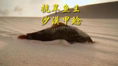 [视]这世界这么癫了么，沙漠都有鱼，还在“走路”？#沙漠里的鱼