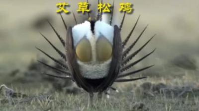 [视]拥有发达“胸肌”的艾草松鸡#动物科普 #动物世界 #艾草松鸡