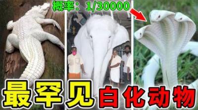 [视]罕见的10种白化动物，堕入凡间的天使，第1名3万只才会出现一只！