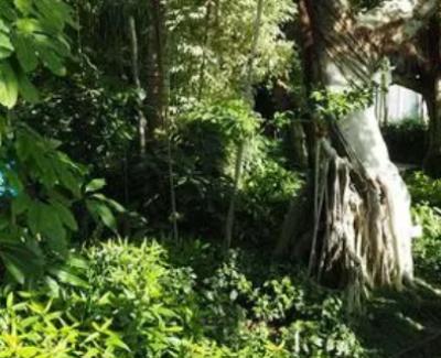 世界上的奇异植物，分布在什么地方？