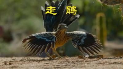 [视]北美恶霸--走鹃 #动物世界 #动物解说 #动物科普