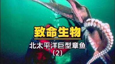 [视]北太平洋巨型章鱼：作为最具智慧的生物之一且看他如何捕猎的吧
