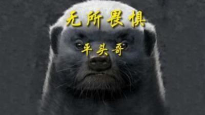[视]平头白发银披风，生死看淡不服就干#动物科普#动物世界#科普