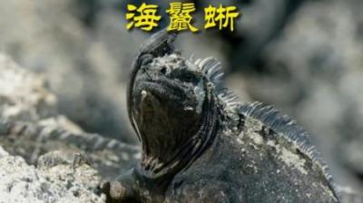 [视]哥斯拉的原型--鼻涕虫海鬣蜥 #动物世界 #动物科普 #哥斯拉