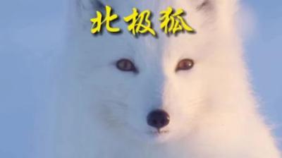 [视]最爱鱼肉块 #动物世界 #动物科普 #北极狐 #白狐