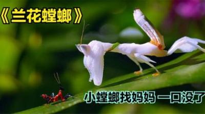 [视]螳螂会同类相食，全是繁殖惹的祸#神奇动物在抖音 #昆虫世界