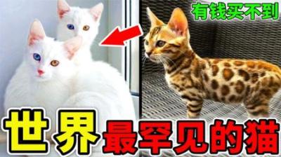 [视]世界上最罕见的10种猫，猫中贵族，行走的财富，第1名有钱买不到