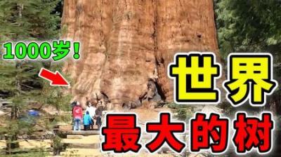 [视]世界上最大的10棵树，树龄达到1000岁，第1名的高度超过30层楼