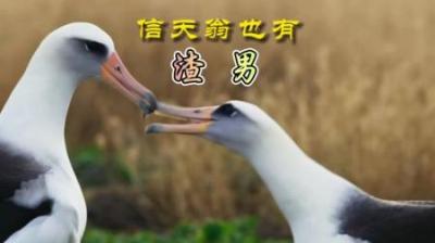 [视]最“深情”的信天翁里也有坏人。