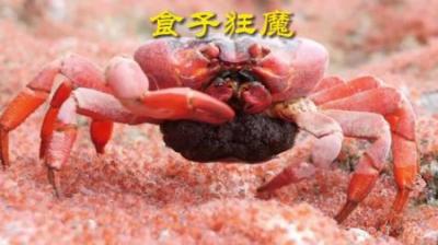 [视]食子狂魔蟹老板#动物世界 #动物科普 #螃蟹