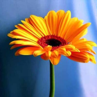 【伤感】女娲信仰的文案（女娲赐福文案）