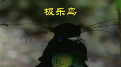[视]干净卫生极乐鸟#动物科普 #动物世界 #奇妙动物 #科普 #天堂鸟