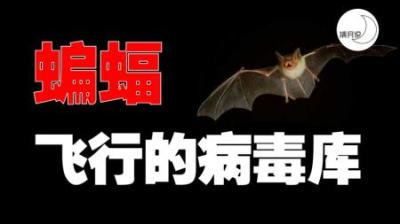 [视]蝙蝠携带多种病毒！人类要如何战胜？拒绝野味，珍惜生命安全！
