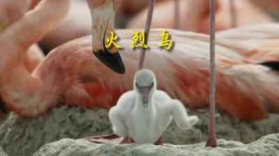 [视]火烈鸟幼崽来自母亲的关怀#动物世界 #动物科普 #动物解说