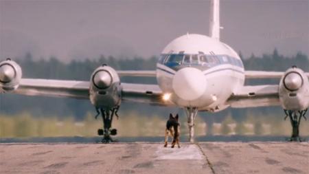 [文]剧情电影《忠犬帕尔玛》解说文案