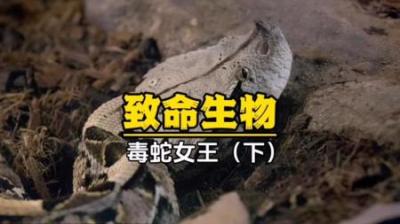 [视]两条雄性西部菱斑响尾蛇为了妹子大打出手，然而