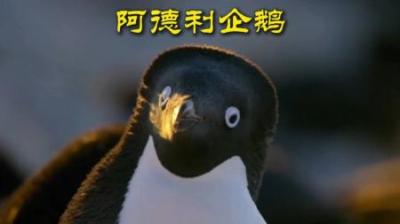 [视]有情有义阿德利 悬崖边上踹兄弟 #动物解说 #动物世界