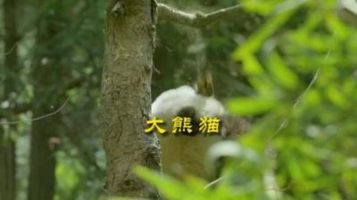 [视]皮糙肉厚食铁兽 #动物世界 #动物科普 #动物解说 #熊猫