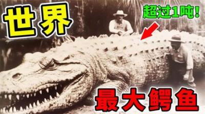 [视]世界上最大的10条鳄鱼，体长6米重量1吨！猎豹在它面前也不堪一击