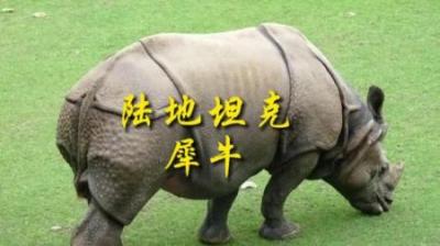 [视]陆地坦克犀牛，保护动物人人有责#动物世界 #动物科普 #科普