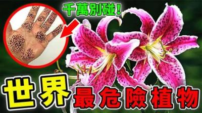 [视]全世界最危险的10种植物，毒力是蓖麻的70倍，触碰就三级烧伤！
