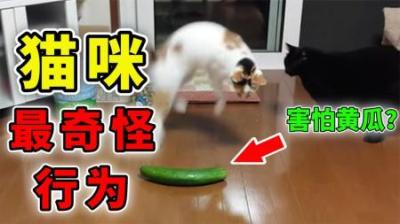 [视]猫咪最奇怪的10个行為，你家的猫占几种？养猫多年也未必知道