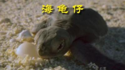 [视]小龟子，一口吃，嘎嘣脆，海龟味 #动物世界 #动物科普 #动物解说
