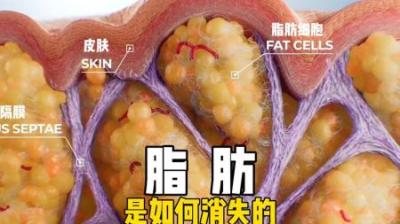 [视]脂肪如何才能排出体外 #涨知识 #脂肪 #减肥 #人体奥秘 #微观世界