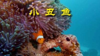[视]小丑鱼的可“变性”家庭。#动物世界 #动物科普 #小丑鱼