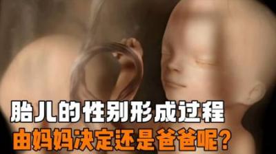 [视]决定胎儿性别的究竟是爸爸还是妈妈呢？ #生命科学 #胎儿发育过程