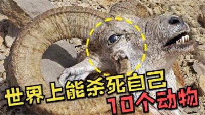 [视]世界上能杀死自己的10个动物，躲过了人类和天敌，却被自己杀死！