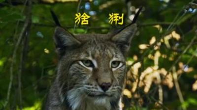 [视]这猫下面两搓毛，跟李逵不说一模一样，只能说分毫不差 #动物世界