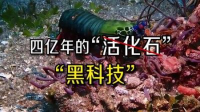 [视]皮皮虾为什么被很多人称为外星生物#皮皮虾#黑科技#外星生物