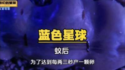 [视]她就像一部不停运转的机器，白蚁蚁后以其强大的繁殖能力