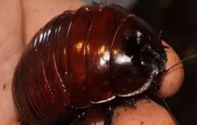 盘点世界十大奇特的昆虫！