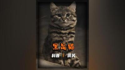 [视]最凶萌的萌兽，黑足猫#动物世界 #动物科普 #科普 #猫 #黑足猫