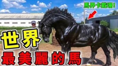 [视]世界上最美丽的15匹马，汗血宝马才排第3！第1名价值上亿！